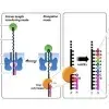 A single-molecule nanopore device detects DNA polymerase activity with single-nucleotide resolution