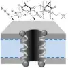 Length-dependent formation of transmembrane pores by 310 helical aminoisobutyric acid foldamers