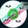 DNA modulates solvent isotope effects in a nanopore