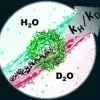 DNA modulates solvent isotope effects in a nanopore