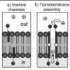 Palladium(II)-mediated assembly of biotinylated ion channels