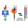Real-time monitoring of DNA polymerase function and stepwise single-nucleotide DNA strand translocation through a protein nanopore