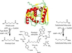 Campopiano Nature Chemical Biology