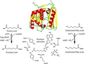 Campopiano Nature Chemical Biology