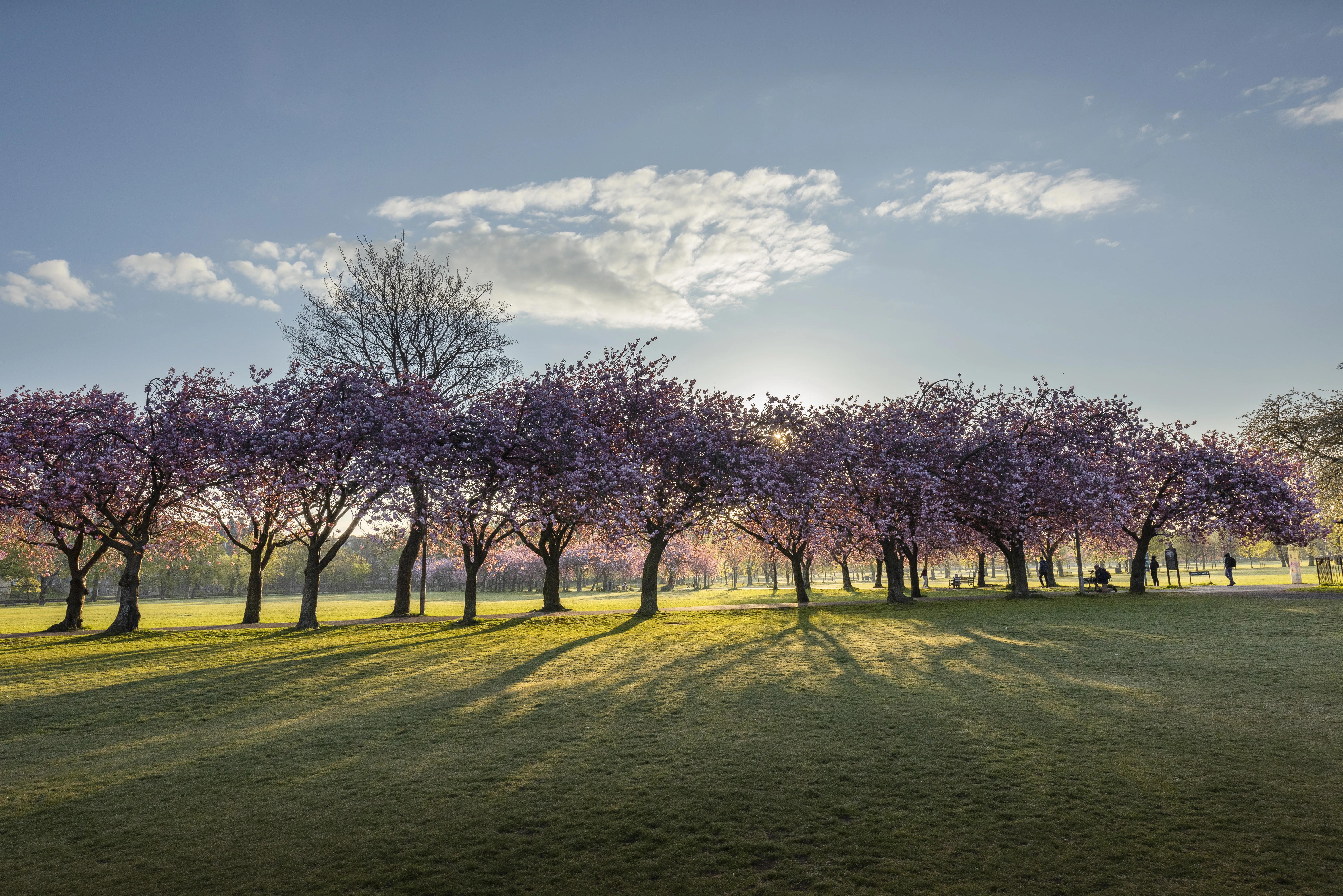 The Meadows