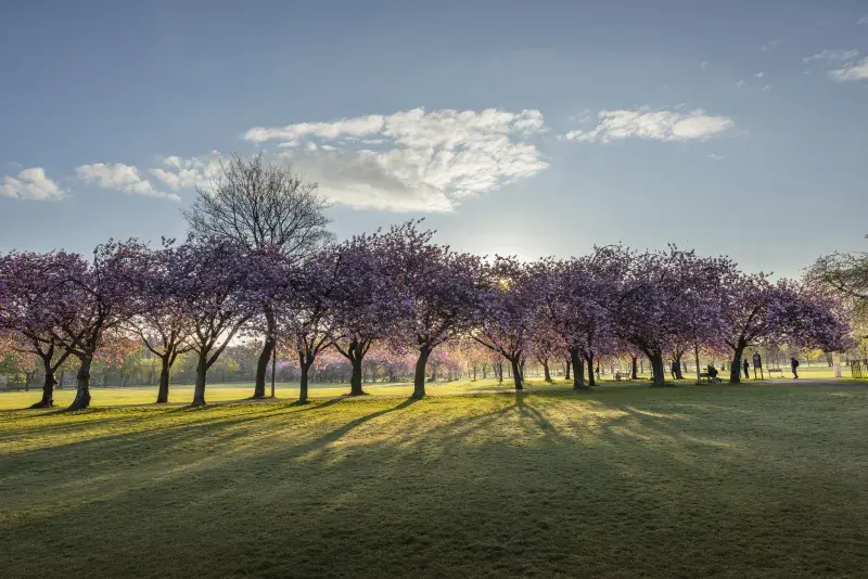 The Meadows