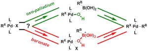 Transmetallation in Suzuki-Miyaura Coupling: The Fork in the Trail