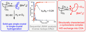 Inverse Isotope Effects in Single-Crystal to Single-Crystal Reactivity and the Isolation of a Rhodium Cyclooctane σ-Alkane Complex