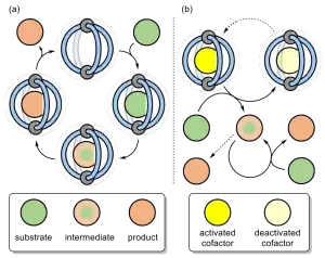 Exogenous On and Off-cycle Cage Catalysis derived from Photo-Activating Host-Guest Encapsulation
