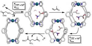 The Origins of High-Activity Cage-Catalyzed Michael Addition  