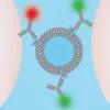 extracellular vesicle