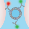 extracellular vesicle