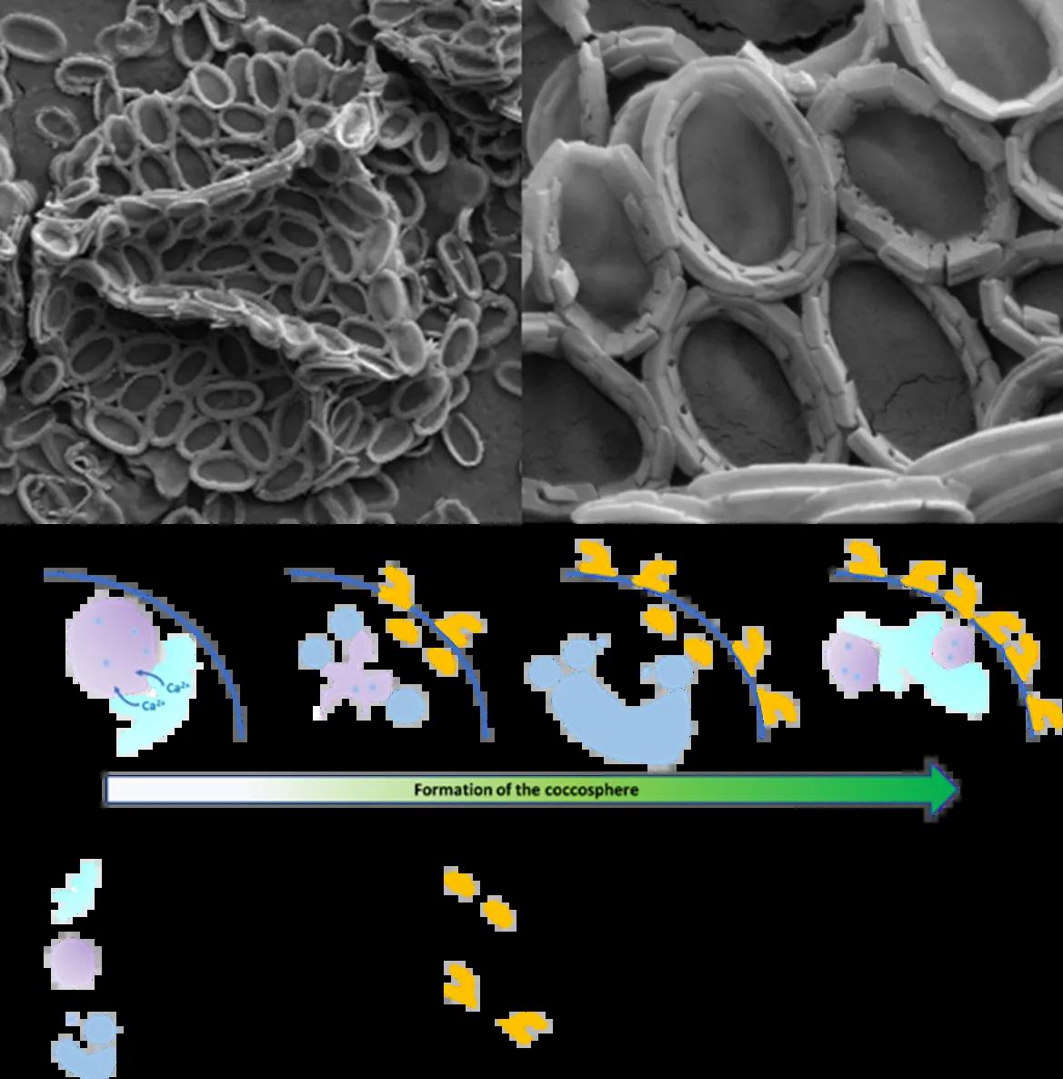 Top, left: Electron microscopy image of Chrysotila carterae. Top, right: close-up of the calcified scales. Bottom: proposed mechanism for intracellular calcium storage and transport during calcification.