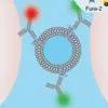 Extracellular vesicles