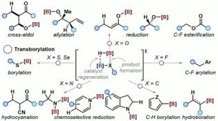 Transborylation-Enabled Boron Catalysis