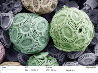 Coccolithophores