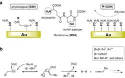 Gold Nanoparticles for Tumors