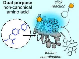 The new dual purpose non-canonical amino acid published by the Jarvis group.