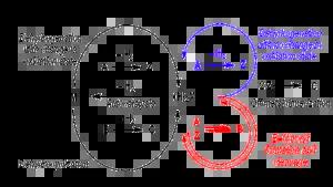Development of a generic mechanism for the dehydrocoupling of amine–boranes