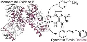 Catalytic Amine Oxidation under Ambient Aerobic Conditions: Mimicry of Monoamine Oxidase B