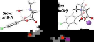 MIDA boronates are hydrolysed fast and slow by two different mechanisms