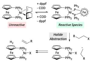 Unexpected Nickel Complex Speciation Unlocks Alternative Pathways for the Reactions of Alkyl Halides with dppf-Nickel(0)