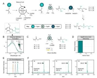 Figure from the Nature Communications paper showing the proposed biosynthesis from the Campopiano Group's work.