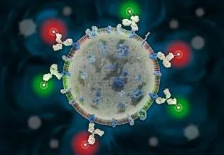 Image showing an extracellular vesicle detected by labelled antibodies (green and red fluorophores) against surface proteins.