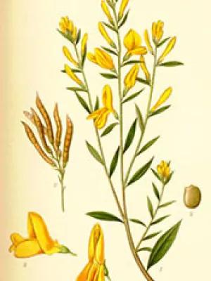 Historic fabric depicting a flower